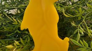Beeswax Skater Bear